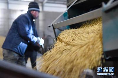 黑龍江 糧企大豆收購加工忙 保障糧食供應助增收
