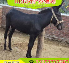 高清視界，智啟未來(lái)——驢派科技重塑影像新標(biāo)桿